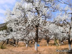 春天的乐园——会泽水城梨园