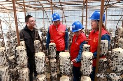 兴凯湖供电公司：“满格电力”助力小木耳变成致富“金耳朵”