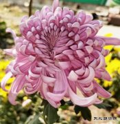 摄影作品：金菊灿烂