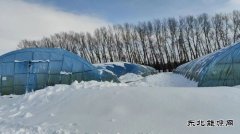 雪后送电 助力园区大棚的修复