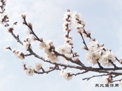 含苞待放、俏立枝头（摄影）