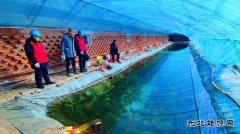 国网九三供电公司：助力棚菜经济快速发展