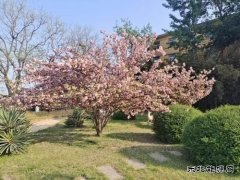 厂区花园樱花开