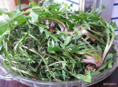 采客夜话 | 童年的婆婆丁