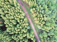 树木葱茏满目景