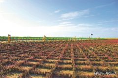 长庆油田：建一座气田 留一片绿色