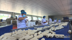 国网义县供电公司：助力乡村鲜食玉米产业振兴