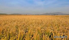 国网义县供电公司：喜看稻菽千重浪振兴乡村画新卷