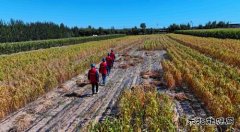 国网敖汉旗供电公司：多措并举助农秋收