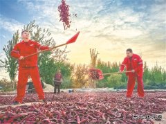 辣椒映红致富路