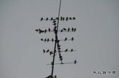 摄影：矿区惊现 “灰鸟晨栖”