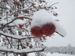 渭南市蒲城县：《红柿映雪，渭北冬日绮梦》