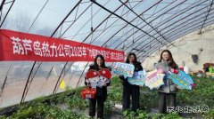 大唐葫芦岛热力公司工会开展三八妇女节草莓采摘活动