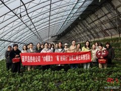 大唐葫芦岛热电公司：春日有约 共享 “莓”好时光
