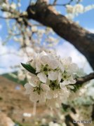 我想和你去春天里坐坐