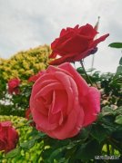 如果没有遇见你