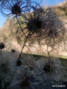 人生若只如初见