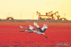 鹤舞红海滩 “绿”动辽河口