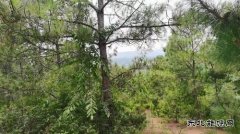 山野寻珍：与菌子的一场秘境邂逅