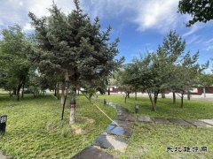 张家峁矿业公司：三措并举让绿韵矿山深“植”人心