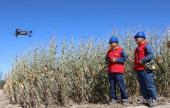 国网阿鲁科尔沁旗供电公司：电力赋能秋收 共绘丰收美景