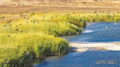 新疆油田：生态“含绿量” 发展“含金量”